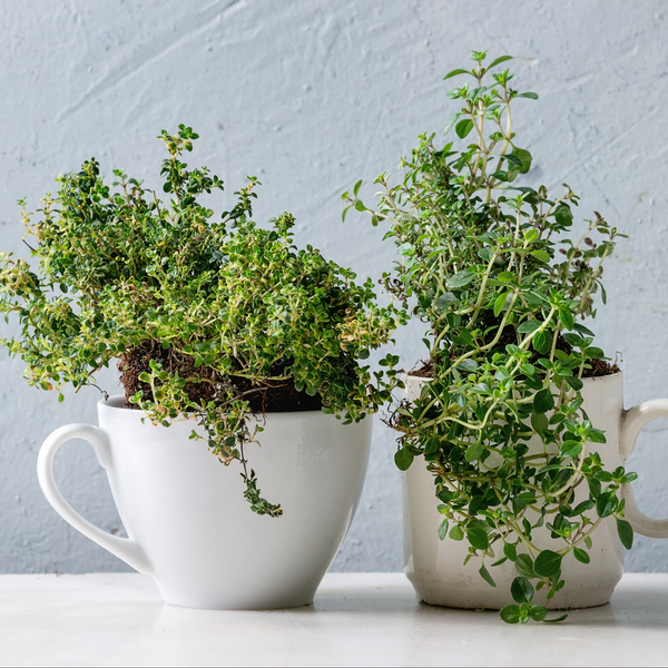 Alternative Uses for Mugs