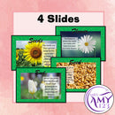 Plant Life Cycle Presentation