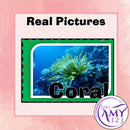 Living, Non Living & Once Living